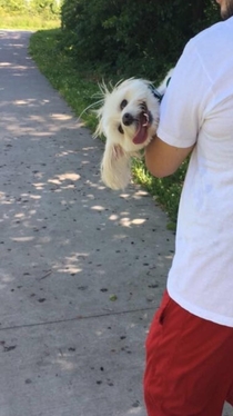Took my dog out for a walk today but he eventually got tuckered out and promptly laid down on the ground I had to carry him the rest of the way