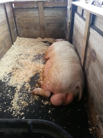 Took my  year old daughter to the fair I wanted to see it but didnt want to pay for us both so I gave her  bucks and my phone to take a picture of the worlds largest pig and this is what she brings back