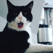 Took photo of my cat with my new camera mid yawn
