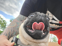 Took this front facing pic of a Pug and his reaction looks like hes freefalling during his first tandem skydive