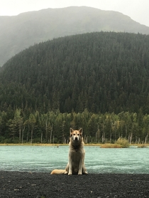 Took this picture of someones dog near Portage Glacier in Alaska