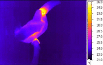 Toucan releases heat using its beak to cool itself off