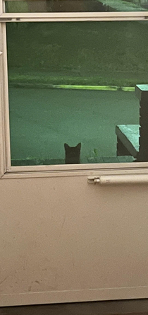 Touched his head one time last week and now he thinks he lives here I may just give in and take him in