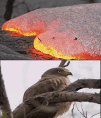 touchy the lava