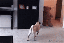 Toy bear scares the shit out of a pug