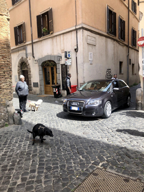 Traffic jam in Rome Italy because a dog takes a crap