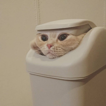 Trash cat