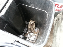 Trash Panda in its natural habitat