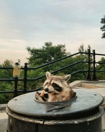 Trash panda joins pizza party