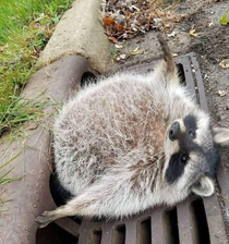 Trash panda knows no regrets