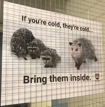 Trash pandas get cold too