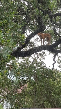 Tree Climbing Dog