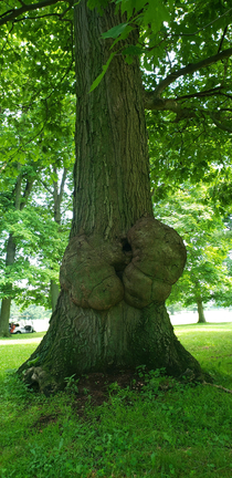Treez nuts