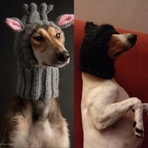 Tried knitting a hat for my dog 