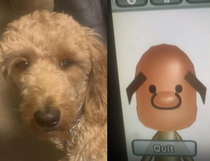 Tried making my dog as a Nintendo Mii character