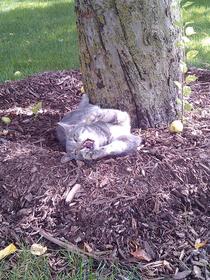 Tried to get a cute picture of our barn cat playing with apples Ended up with the most terrifying picture Ive ever taken of him