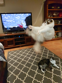 Tried to get proof that my cat can jump up to head height when chasing his toy Didnt expect the intense mid-air crunches Bonus awestruck secondary cat in the background who definitely just found religion