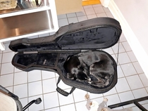 tried to put my guitar away put my dog away isntead