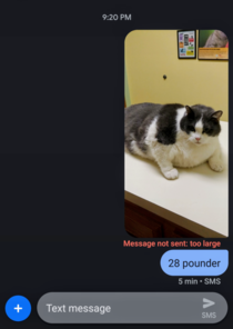 Tried to send a picture of the  pound cat I saw