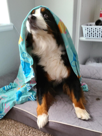 Tried to take a cute picture of my dog wearing a xxl towel