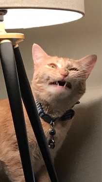 Tried to take a photo of my cat mid yawn