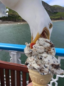 Tried to take a photo of my ice cream Got photobombed by a seagull