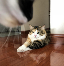 Tried to take a photo of one of my cats the other one wasnt having any of it
