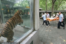 Trolling the Tiger exhibit