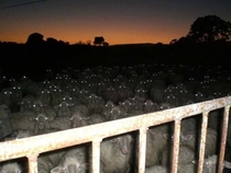 Try counting sheep they said Itll help you fall asleep they said