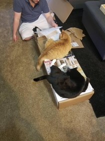 Trying to assemble furniture when you have cats