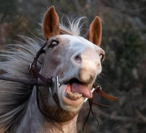 Trying to do a photoshoot with a horse