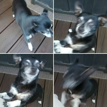 Trying to take pics of my Chihuahua and these are the best ones