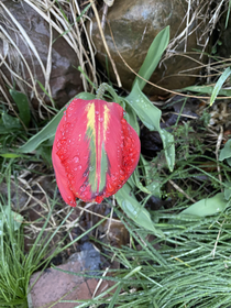 Tulip with a stripe innit 