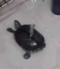 Turtle bath