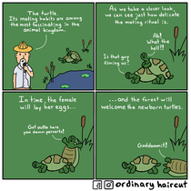 Turtle lovin