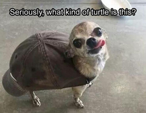 Turtledog 