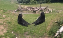 Two bears in a serious meeting