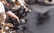 Two dogs rescued from a tar pit