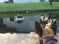 Two ducks hitching a ride on a goose