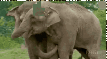 Two elephants are reunited after being separated for  years