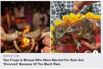 Two frogs in India who were married for rain got divorced because of too much rain