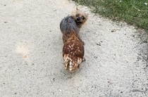 Two of my chickens I have  like to sneak up on my dog and poke her in the butt