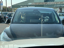 Two suspicious characters were parked at Gelsons yesterday Possibly a getaway car waiting for their accomplice to flea the scene