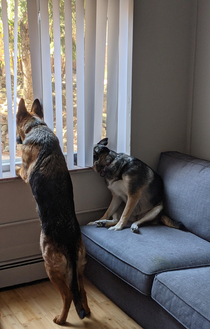 Two types of guard dogs