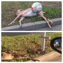 Two weeks later this deer is still on the side of the road and someone has way too much time on their hands