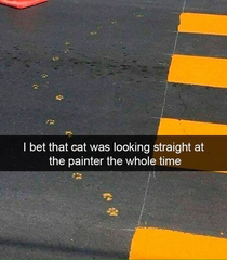 Typical cat