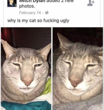 ugly cat