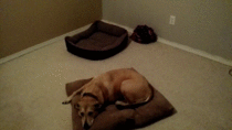 Um thats not how the bed works