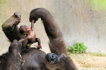Umm Im not sure your baby is enjoying that Mr Gorilla