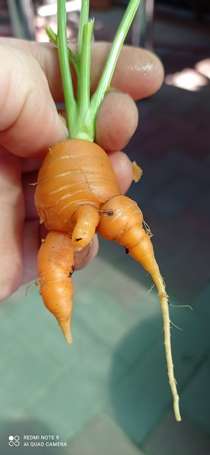 UNCENSORED CARROT